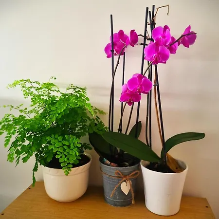 Wonderful In Paris Homestay Sartrouville